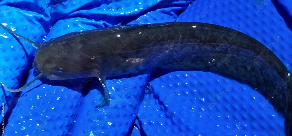 Juvenile specimen of silurus glanis wels, also called sheatfish, is a large species of catfish native to wide areas of central, southern, and eastern Europe