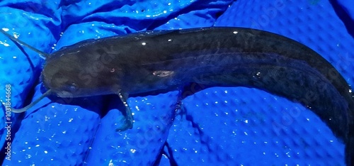 Obraz na płótnie Juvenile specimen of silurus glanis wels, also called sheatfish, is a large species of catfish native to wide areas of central, southern, and eastern Europe w salonie