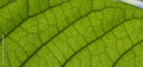 Close look on leaf green net. close look on leaf of avocado