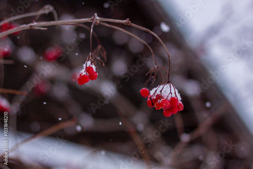 Winter landscapes in the village of Baranchinsky, Kushvinsky urban district, December 2023.