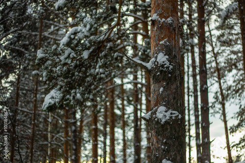 Frosty December frost on vegetation and trees, at -30 degrees Celsius. Late 2023. photo