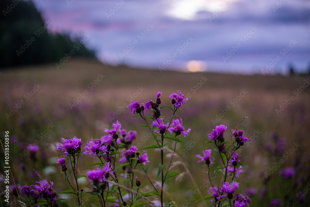 Obraz premium Thistle blossoms in a field on the outskirts of the city of Kushva. July 2024.