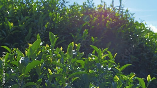 Tea plantation, close-up of fresh tea leaves, Uji, Kyoto, Japan photo