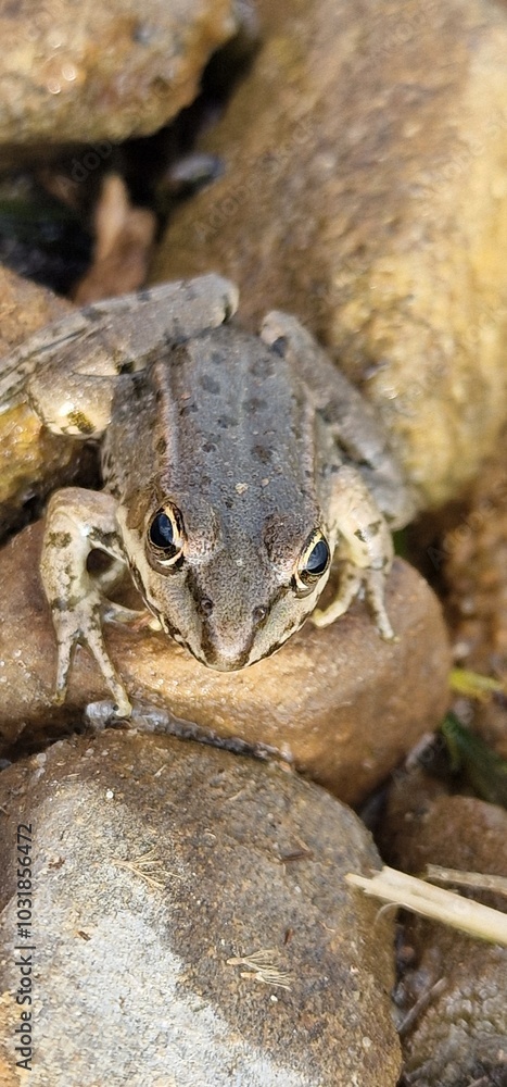 The marsh frog (Pelophylax ridibundus) is a species of water frog native to Europe The marsh frog (Pelophylax ridibundus) is a species of water frog native to Europe