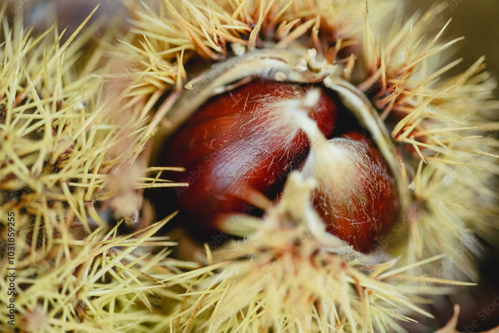 Close-Up of Chestnut in Spiky Shell During Autumn Season Close-Up of Chestnut in Spiky Shell During Autumn Season