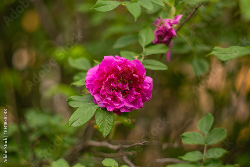 Wallpaper Mural Chinese rose (Rosehip) Torontodigital.ca