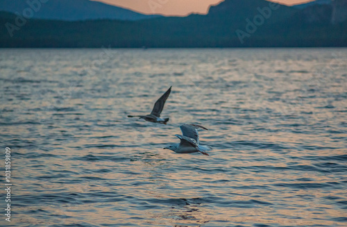 Seagulls on Lake Borovoe in Burabay, Kazakhstan (suburb of Shchuchinsk, Kokshetau). August, 2024. photo