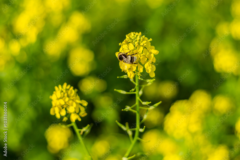 A bee pollinates yellow flowers. A bee pollinates yellow flowers.