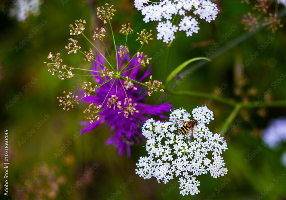 Summer and flowers