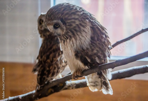 Little owls at the Nizhny Tagil Bird Rehabilitation Center. October 2024. photo