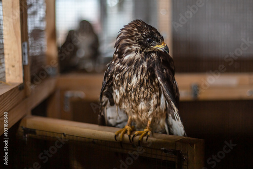 Honey buzzard (a family of hawk birds) at a bird rehabilitation center in the city of Nizhny Tagil. photo