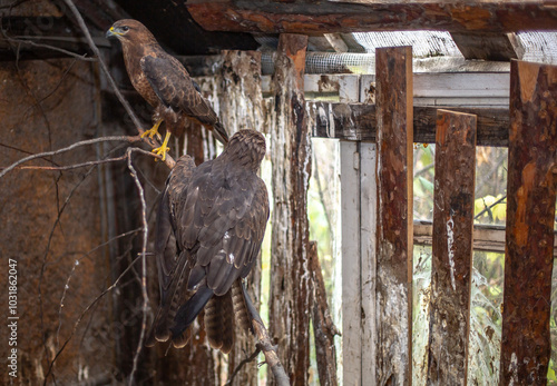 A family of kites at the Nizhny Tagil bird rehabilitation center. October 2024. photo