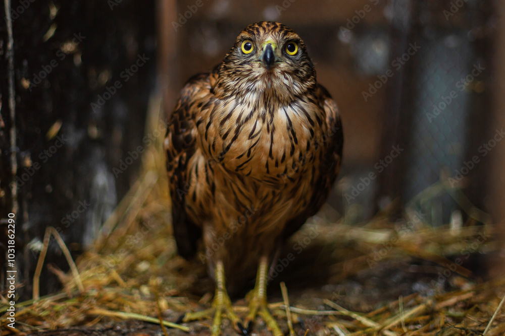 Obraz premium Goshawk at the bird rehabilitation center in Nizhny Tagil. October, 2024.