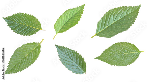 Collection of Green Leaves Arranged on a Transparent Background Generative AI