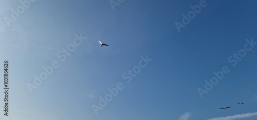 sea gulls above lake Most under the peak Hněvín with castle and lookout, artificial post mining revitalised coal mine small power plant aroun photo