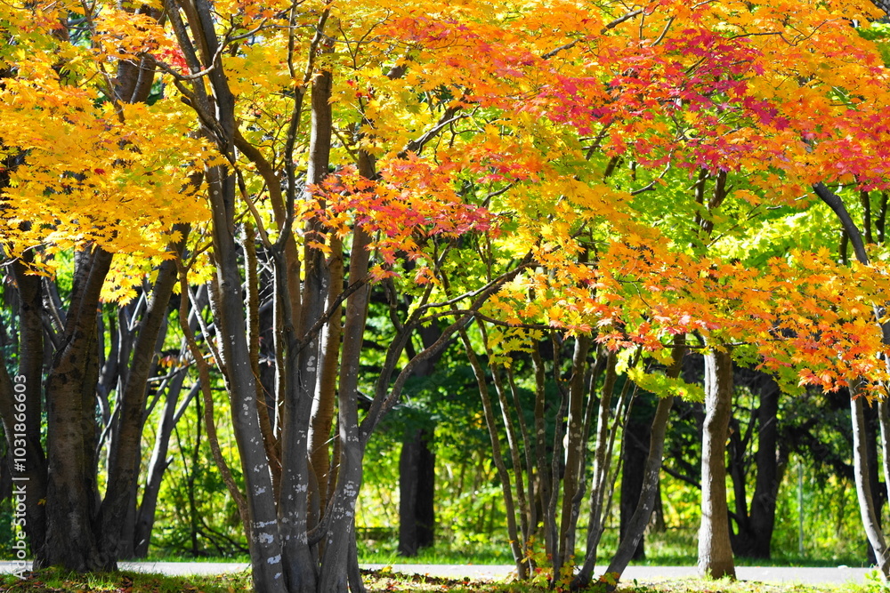 Fototapeta premium 赤く色づいた紅葉