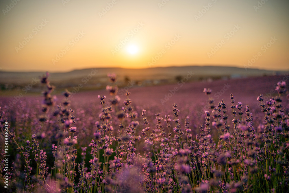 Obraz premium Blooming lavender field. Beautiful purple flowers. Regional organic cultivation.