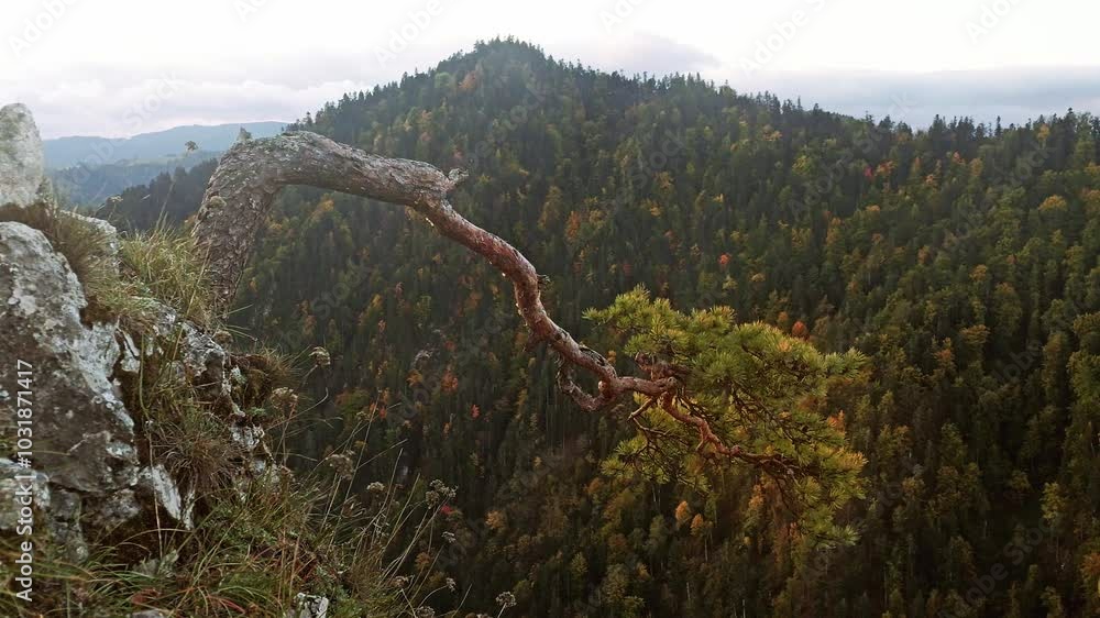 Famous pine tree growing atop Sokolica mountain, juts out over a vast mountain range, with lush forests and vibrant autumn colors, portraying a sense of solitude and natural beauty, Pieniny, Poland Famous pine tree growing atop Sokolica mountain, juts out over a vast mountain range, with lush forests and vibrant autumn colors, portraying a sense of solitude and natural beauty, Pieniny, Poland