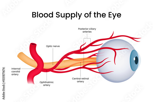 Arterial Blood Supply of Eye