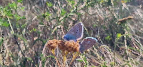 Polyommatus icarus common blue butterfly or European common blue is a butterfly in the family Lycaenidae and subfamily Polyommatinae. The butterfly is found throughout the Palearctic and has been intr photo