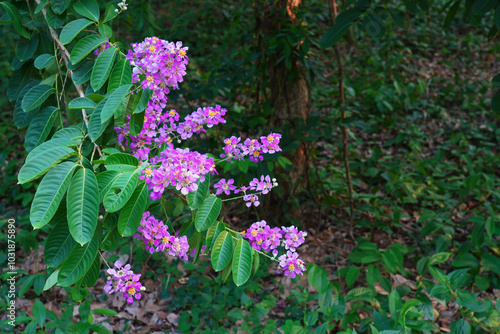 violet Thai crape myrtle flower (lagerstroemia floribunda) blooming. photo