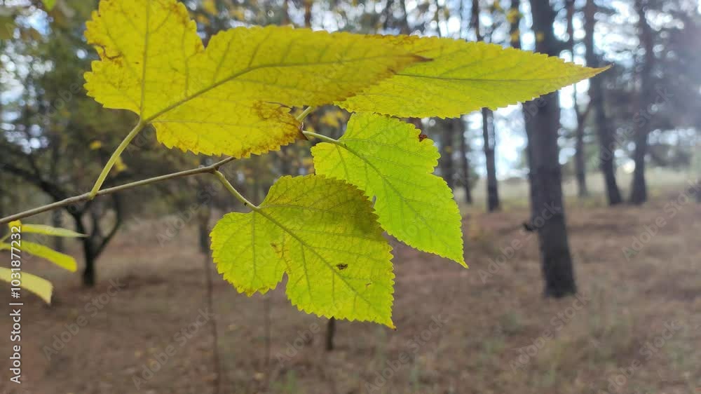 yellow and green leaves on a branch. last autumn leaves on trees. autumn nature in the forest. yellow and green leaves on a branch. last autumn leaves on trees. autumn nature in the forest.