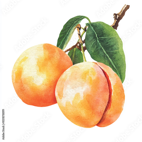 Apricot fruit watercolor clipart illustration