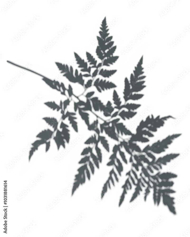 Fototapeta premium PNG Shadow of a fern leaf, transparent background