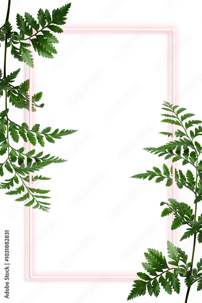 Fototapeta premium Green leatherleaf fern with a pink rectangle frame design element