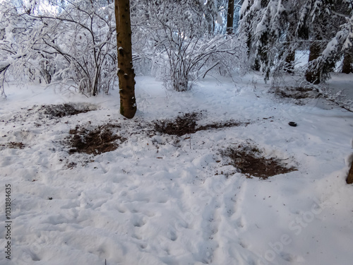 A sleeping place of roe deer (Capreolus capreolus) dug in the snow in cold winter. Roe deers don't sleep on snow only on the ground. Snow, brown soil and footprints