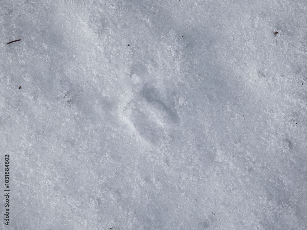 Obraz premium Close-up of the footprints of roe deer (Capreolus capreolus) on the ground covered with snow in winter