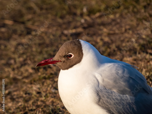 Beautiful and detailed shot of the black-headed gull (Chroicocephalus ridibundus) looking to the side in golden hour light with blurred background photo