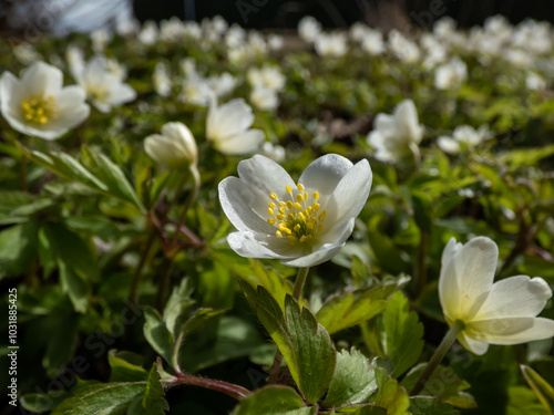 Macro of white spring flower Wood anemone (Anemone nemorosa) flowering in bright sunlight with blurred green background