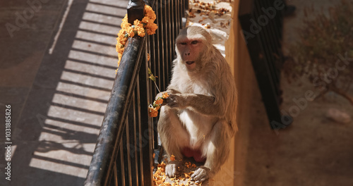 Monkey eats yellow flowers from a sacrificial wreath. Bonnet Macaque - Macaca Radiata Or Zati eating ritual flowers on street. photo