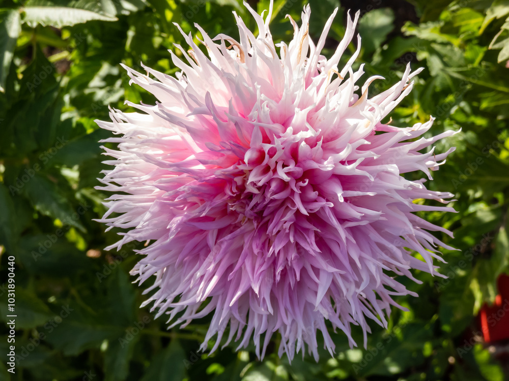 Close-up shot of the Dahlia 'Mingus Leroy' flowering with lavender, pink puffy flowers in garden in autumn Close-up shot of the Dahlia 'Mingus Leroy' flowering with lavender, pink puffy flowers in garden in autumn