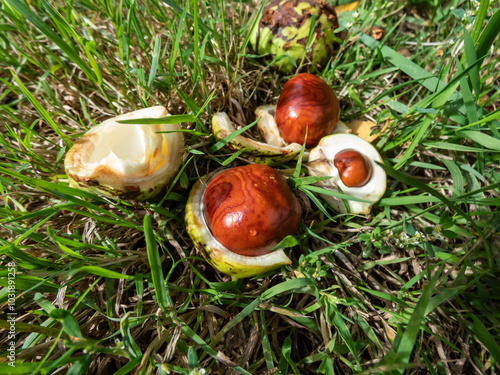 Closeup view of fresh horse chestnuts (Aesculus hippocastanum). Autumn background with heap of ripe brown horse chestnuts and prickly shell on top photo