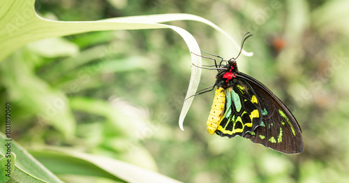 Ornithoptera priamus Schmetterling (Vogelfalter) photo