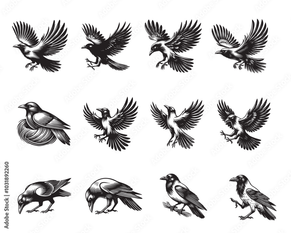 Fototapeta premium Collection Of Common starling Vector illustration - Common starling ClipArt Design 