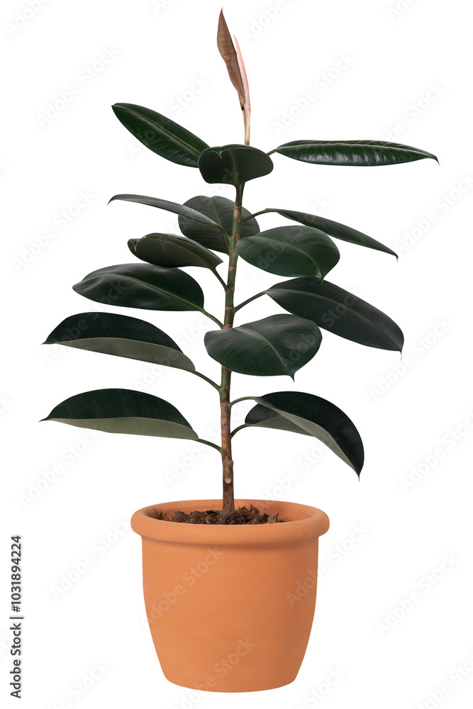 Rubber plant mockup png in a terracotta pot home decor object Rubber plant mockup png in a terracotta pot home decor object