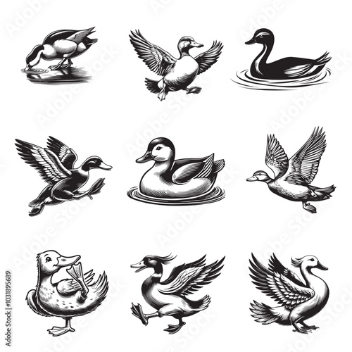 Collection of duck Outline Design - Cute duck Vector illustration in black and white