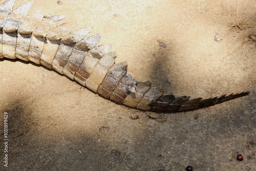 Tail Of Crocodile Under The Sun In Public Zoo