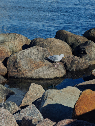 Seagulls and stones on the waterfront in Klampenborg, Copenhagen photo