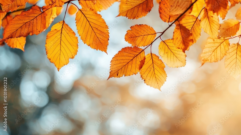 Autumn leaves on tree branch Autumn leaves on tree branch