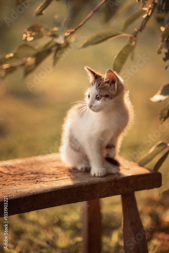 A photo of a kitten in the garden at sunset.