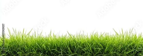 Seamless border of green grass isolated on a white background, offering space for text or design, representing a concept for the spring season with realistic details.