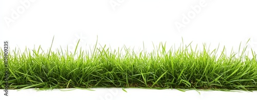 Seamless border of green grass isolated on a white background, offering space for text or design, representing a concept for the spring season with realistic details.