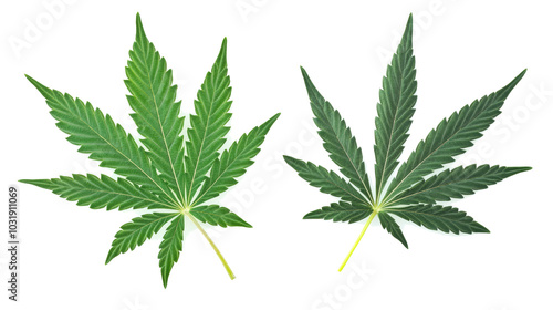 Collection of Marijuana Leaves on a Transparent Background Generative AI