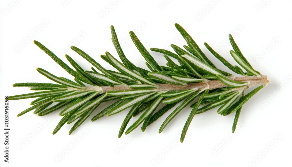 Fototapeta premium A sprig of rosemary with its needle-like leaves, isolated on a clean white surface