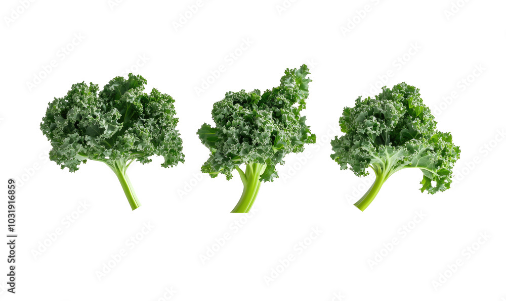 Green kale on transparent background Green kale on transparent background