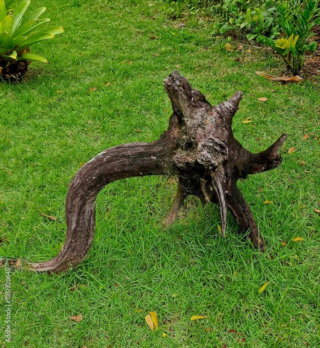 Wood dragon photo